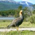 Ziemia Ognista Ushuaia Motocyklem - ushuaia i park narodowy ziemi ognistej a w nim taka niby kaczka